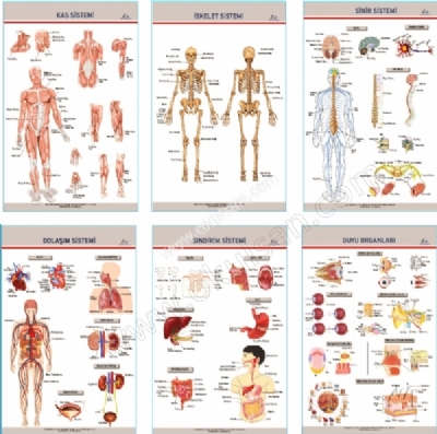 Anatomi Levhalar Panosu Anatomi levhalar 6 l Set 70x100 cm